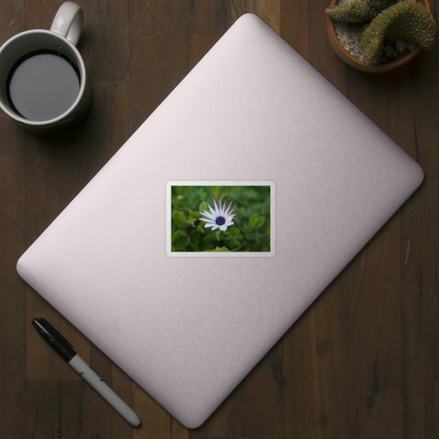 Startled African Daisy Flower by oknoki